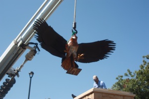 Installation of the Hawk